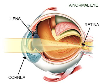 Anatomy of Eyeball Diagram